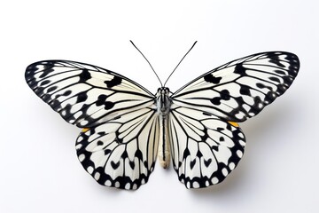 Obraz premium Monochrome Beauty, The Dance of a Black and White Butterfly