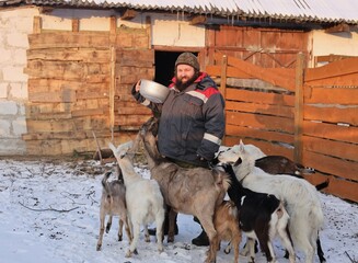 Farmer with Nubian goats in a paddock in winter