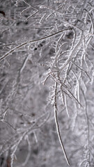 ice on branches