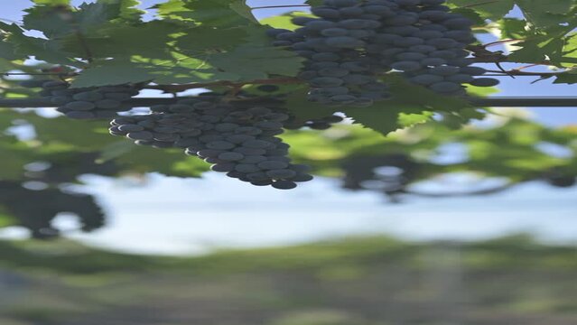 Toma contrapicada de racimo de uva tinta de parral con fondo desenfocado