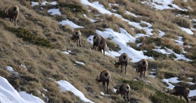 Apennine chamois( (Rupicapra pyrenaica ornata) in the Sibillini mountains in Italy.
