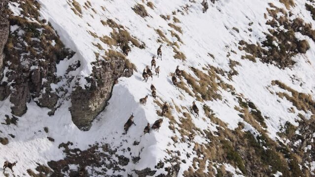 Apennine chamois( (Rupicapra pyrenaica ornata) in the Sibillini mountains in Italy.
