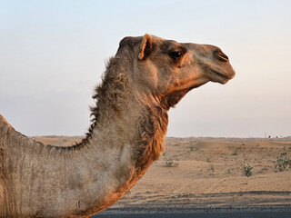 Camel head with desert natural beautiful images isolated Nice background display colourful beauty scenery Great Views HD Photo Dubai UAE