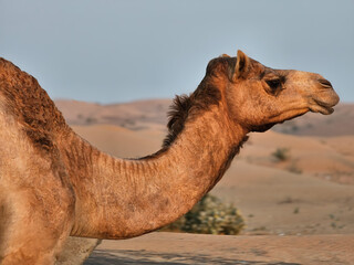 Camel head with desert natural beautiful images isolated Nice background display colorful beauty scenery Great Views HD Photo Dubai UAE