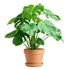 monstera plant on pot isolated