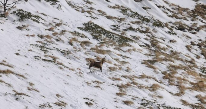 Apennine chamois( (Rupicapra pyrenaica ornata) in the Sibillini mountains in Italy.
