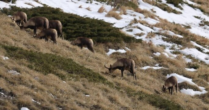 Apennine chamois( (Rupicapra pyrenaica ornata) in the Sibillini mountains in Italy.
