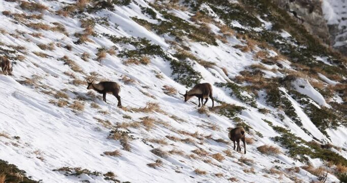 Apennine chamois( (Rupicapra pyrenaica ornata) in the Sibillini mountains in Italy.
