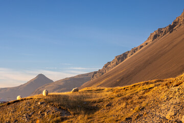 Majestic autumn mountains and sheep, East Iceland