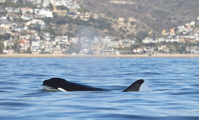 orca, killer whale 