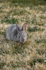 Little Gray California Baby Bunny Rabbit in Grass Yard