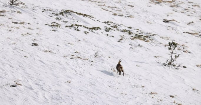Apennine chamois( (Rupicapra pyrenaica ornata) in the Sibillini mountains in Italy.

