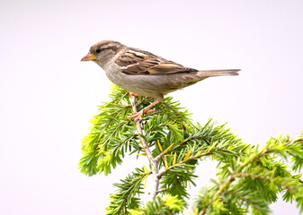 Singvögel