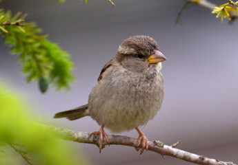 Singvögel
