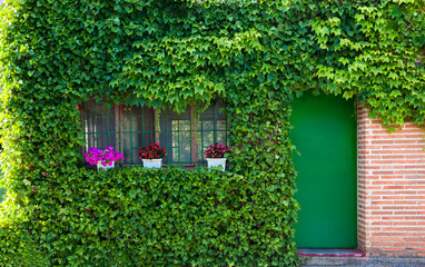 fachada de casa rural cubierta con enredaderas verdes y macetas en las ventanas