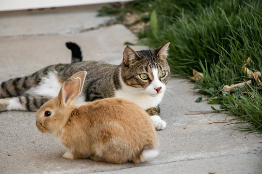Little Bunny Rabbit Playing With Cute Tabby Cat
