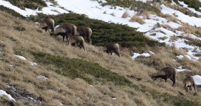 Apennine chamois( (Rupicapra pyrenaica ornata) in the Sibillini mountains in Italy.
