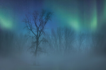 Northern lights over a foggy snow covered field with trees at night