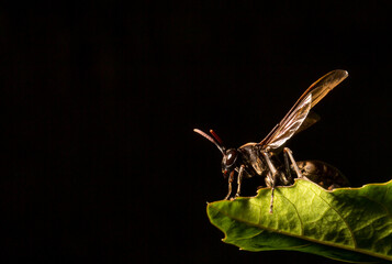 Abelha preta vespa, maribondo sobre folha verde. - obrazy, fototapety, plakaty