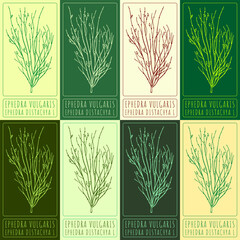 Set of vector drawings of EPHEDRA VULGARIS in different colors. Hand drawn illustration. Latin name EPHEDRA DISTACHYA L. - obrazy, fototapety, plakaty