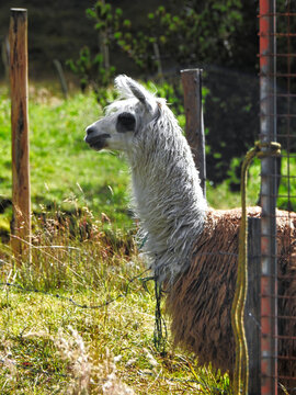 Llamingo