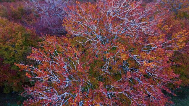 Beech forest in autumn around the Sanctuary of San Miguel de Excelsis in the Sierra de Aralar. Aerial view from a drone. Municipality of Uarte Arakil. Navarre. Spain. Europe