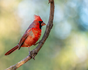 red cardinal on a branch