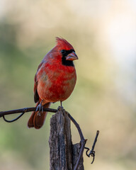 Male Northern Cardinal