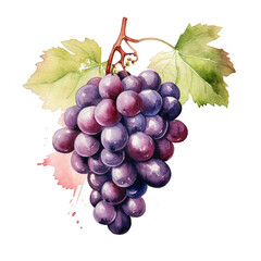 Fototapeta premium image of a grapes with an artistic watercolour style, isolated white background created with Generative Ai