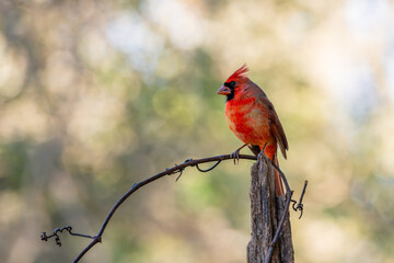 Male Northern Cardinal