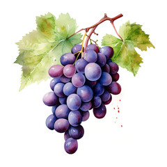 Fototapeta premium image of a grapes with an artistic watercolour style, isolated white background created with Generative Ai