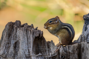 Chipmunk
