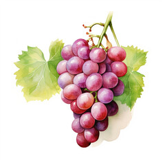 Fototapeta premium image of a grapes with an artistic watercolour style, isolated white background created with Generative Ai