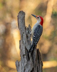 Red-bellied Woodpecker