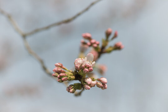 blooming tree branch of cherry blossom bud flowers in spring