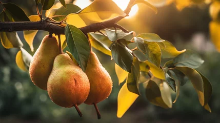 Foto op Plexiglas Branch of ripe organic cultivar of pears close-up in the summer garden.Generative AI © Артур Комис