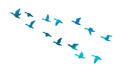 Silhouette of flying blue ducks. hand drawing. Not AI, Vector illustration - obrazy, fototapety, plakaty