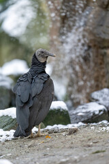 Condor raven bird in front of a waterfall in winter with snow.