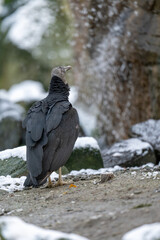 Fototapeta premium Condor raven bird in front of a waterfall in winter with snow.