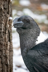 Bald crow outdoors with snow.