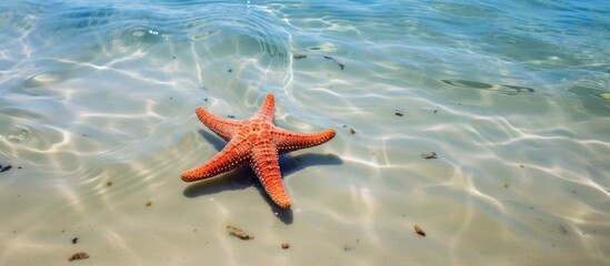 Fototapeta na wymiar Sea star in Nungwi, Zanzibar, Tanzania