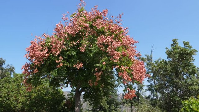 Golden rain tree with green and pink leaves. Griffith Observatory, Griffith Park, Los Angeles, California, USA.