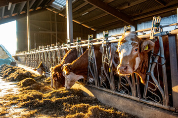 Kühe fressen Kraftfutter im Stall