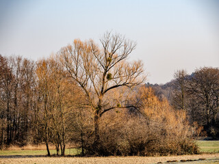 Baum mit Misteln im Winter