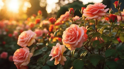 Foto op Canvas pink rose flower background illustration love beauty, romantic petals, garden bouquet pink rose flower background © vectorwin
