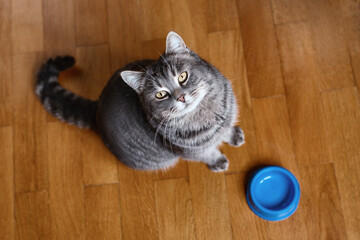 Hungry cat wants to eat, top view. Cat sitting on kitchen floor, begging for food. A kitten and an...