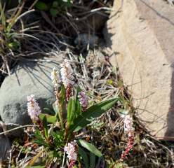 Des jolies fleures roses au milieu de la prairie