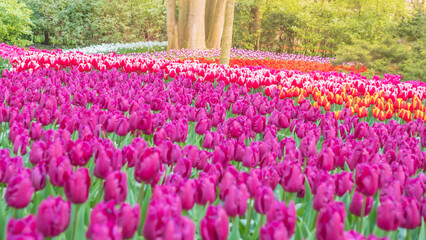 Tulip flowers blooming season garden colorfull. floral fresh yellow red and blue color amazing is...