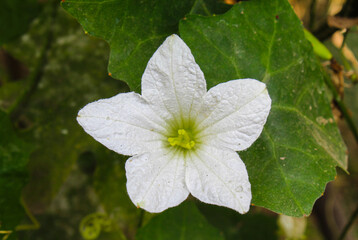 Ivy gourd flower close-up view 