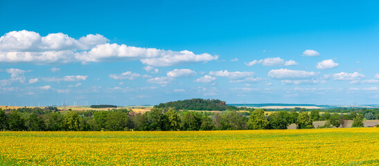 Panoramic field of Calendula officinalis for plant pharmacology in bloom under blue sky with clouds - 710081250